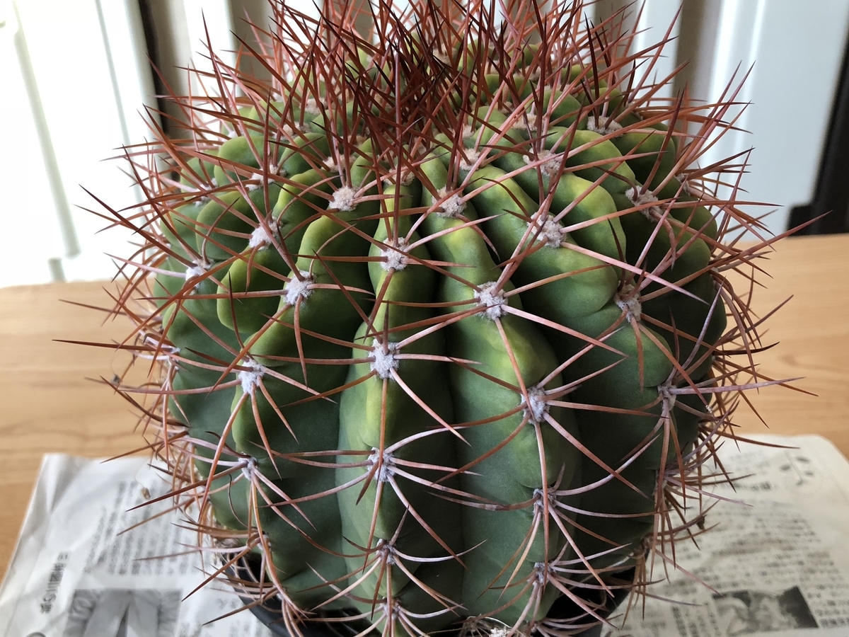 f:id:cactuspower:20210121162728j:plain
