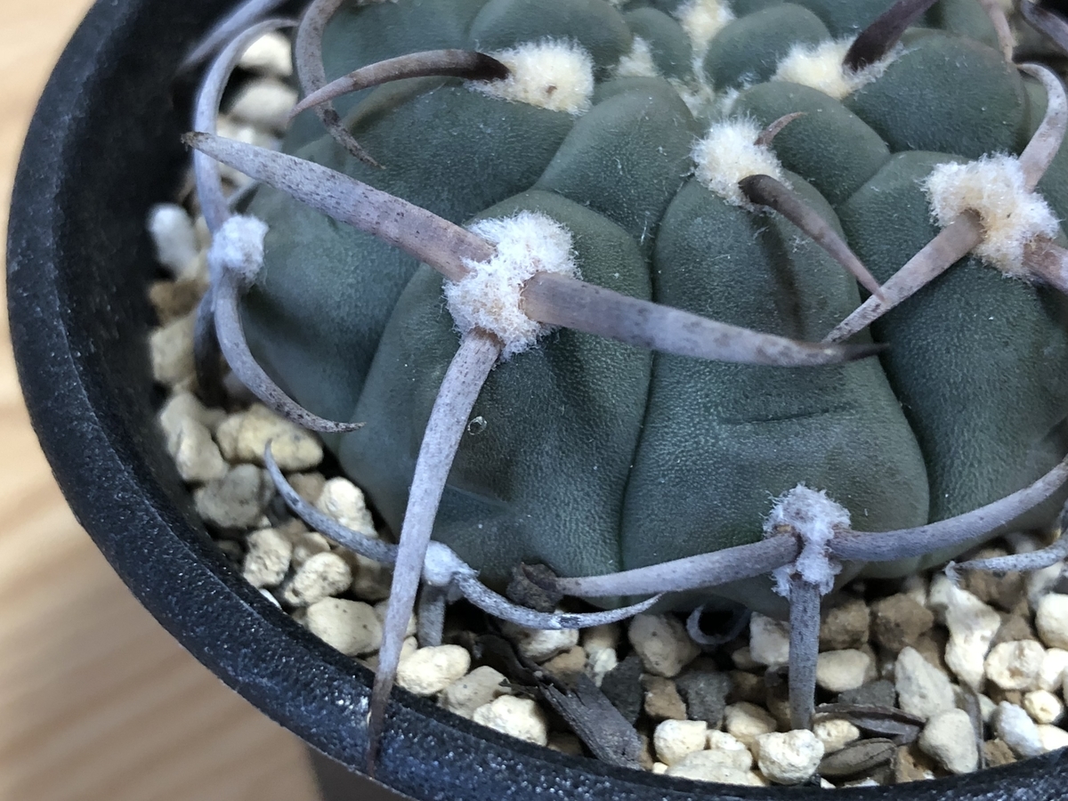 f:id:cactuspower:20210123125659j:plain