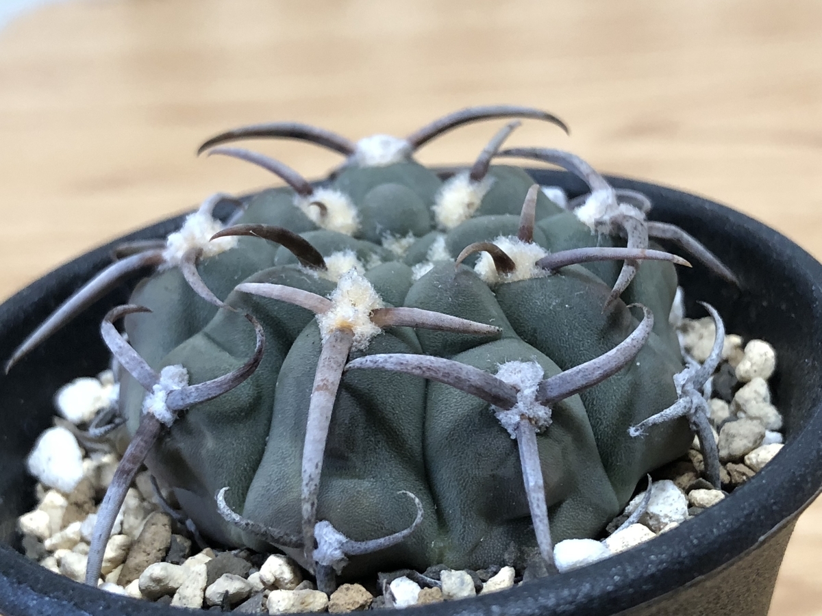 f:id:cactuspower:20210123125808j:plain