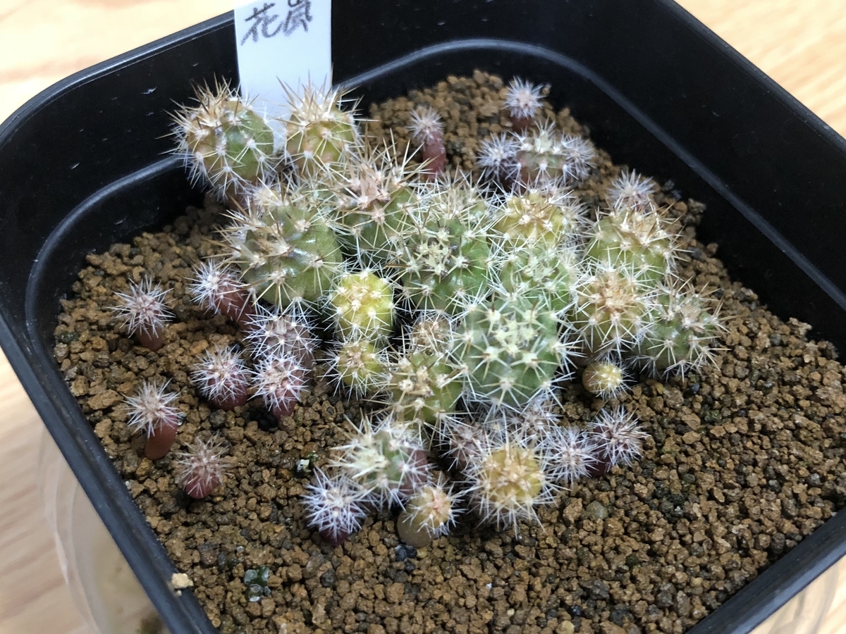 サボテン実生のタイミングとは - cactuspower サボテン日記