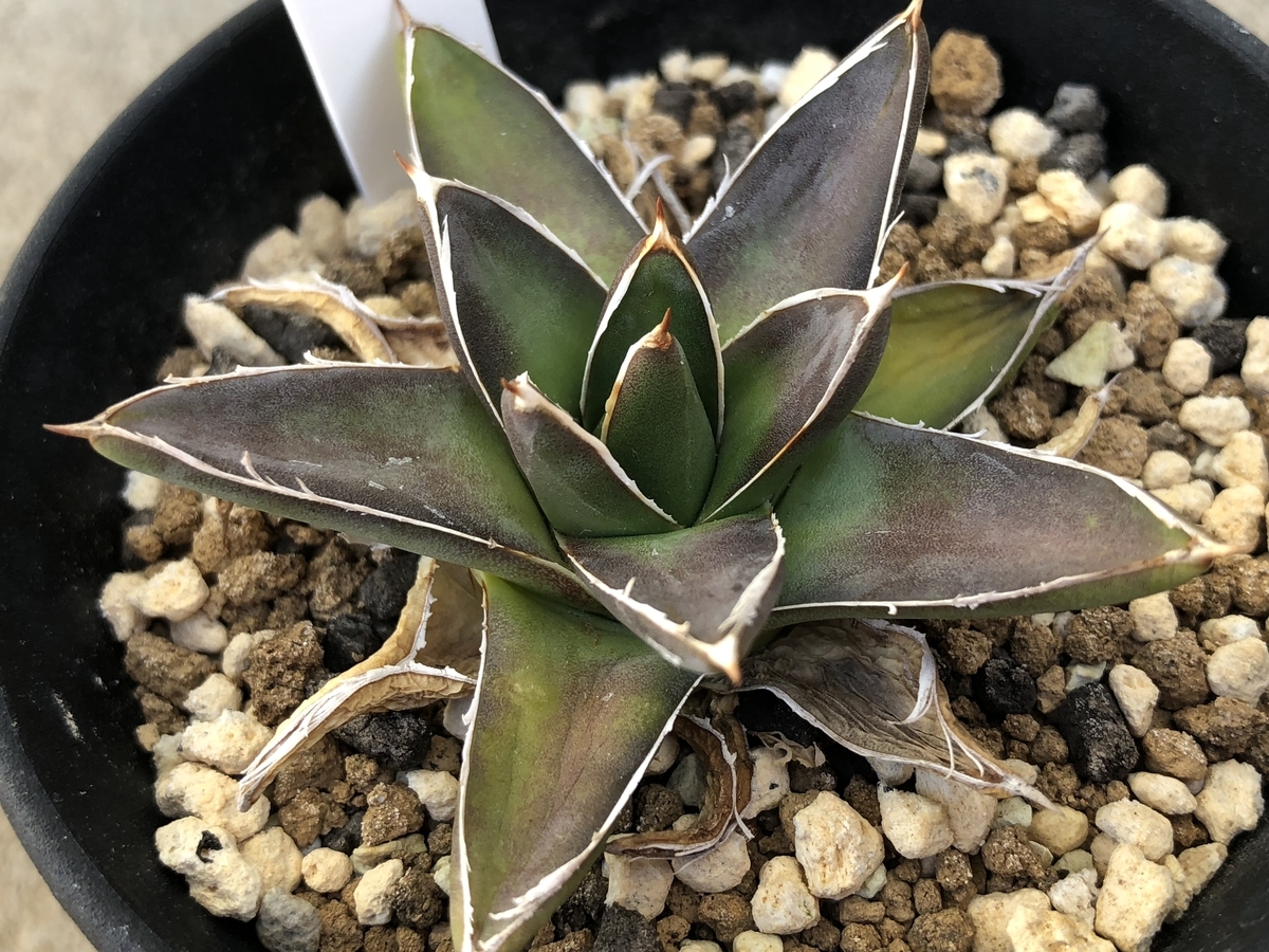 f:id:cactuspower:20210125124426j:plain