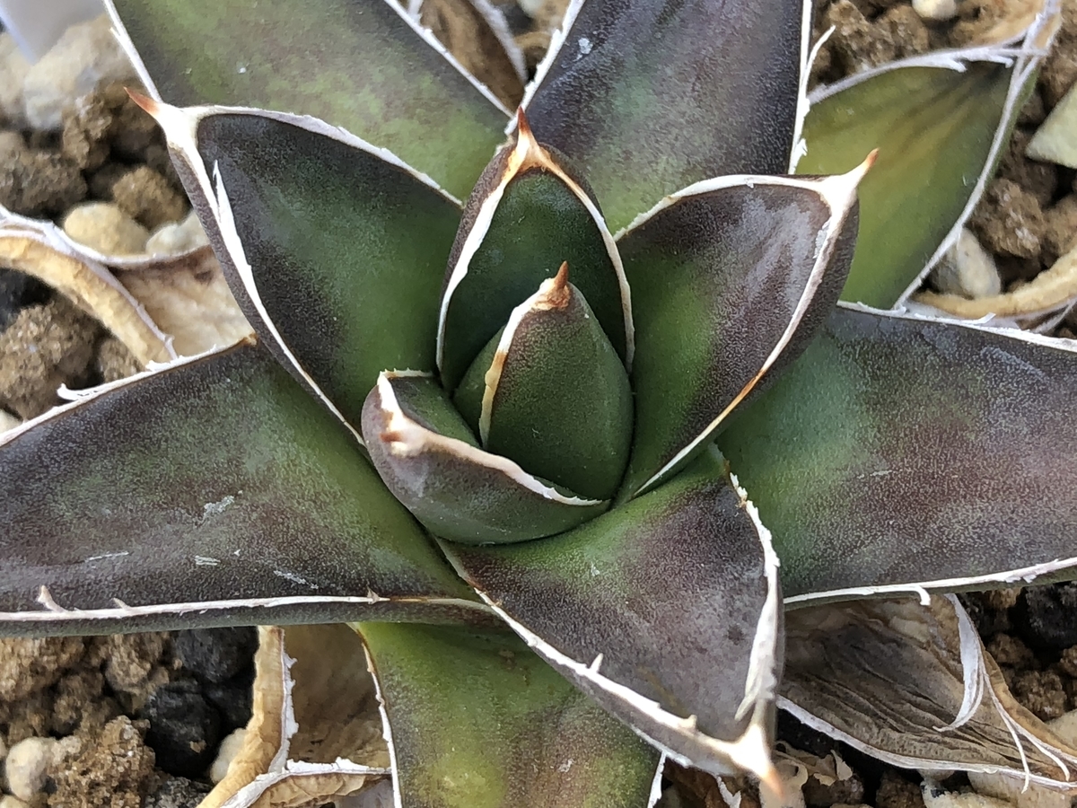 f:id:cactuspower:20210125124614j:plain