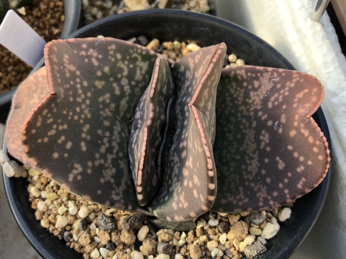 f:id:cactuspower:20210125124711j:plain