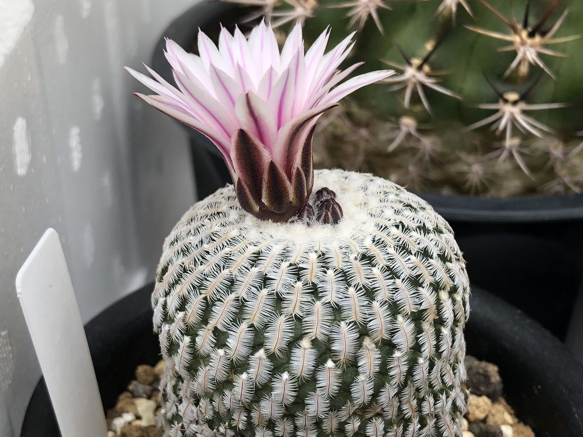 f:id:cactuspower:20210127141751j:plain