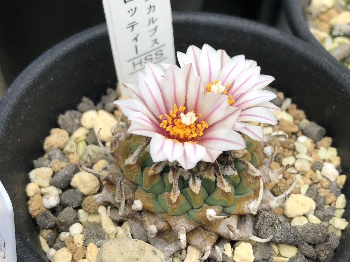 f:id:cactuspower:20210127142743j:plain