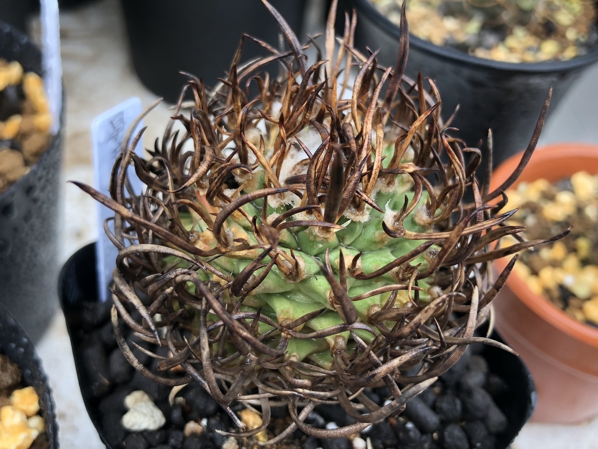 f:id:cactuspower:20210127142937j:plain