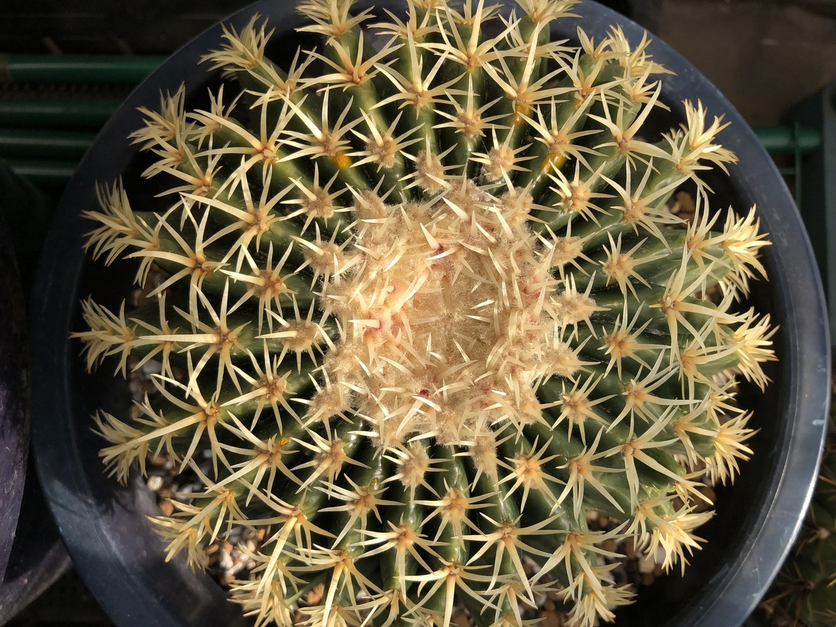 f:id:cactuspower:20210128131942j:plain