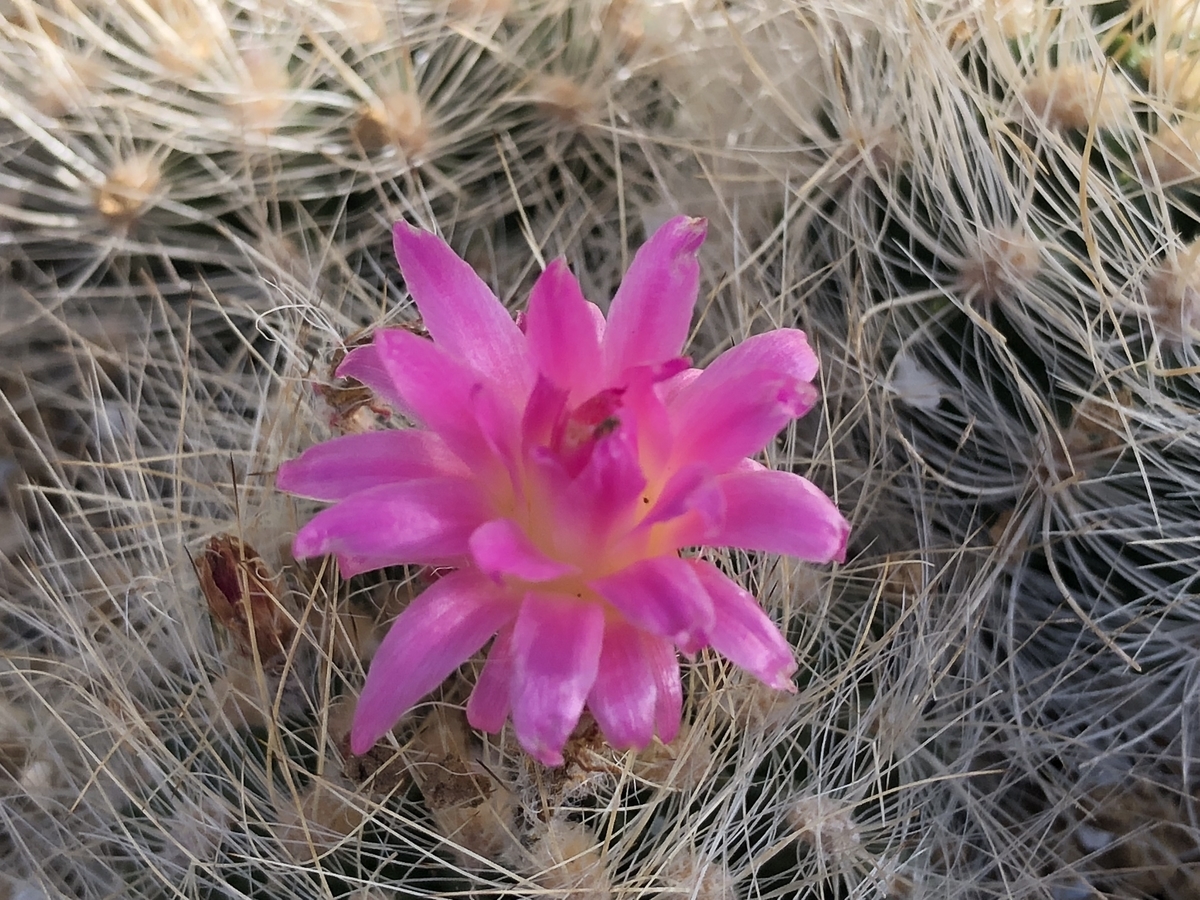 f:id:cactuspower:20210128234549j:plain