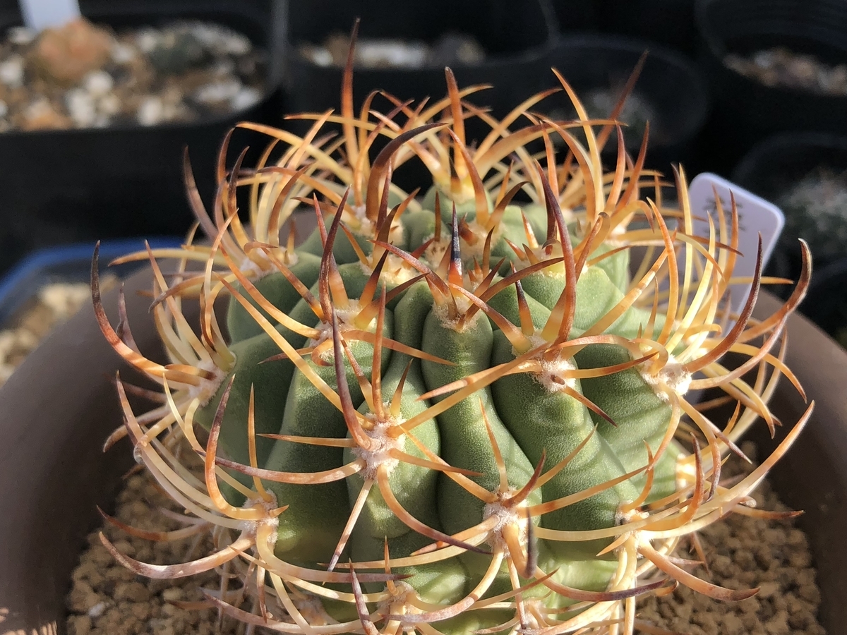 f:id:cactuspower:20210128234804j:plain