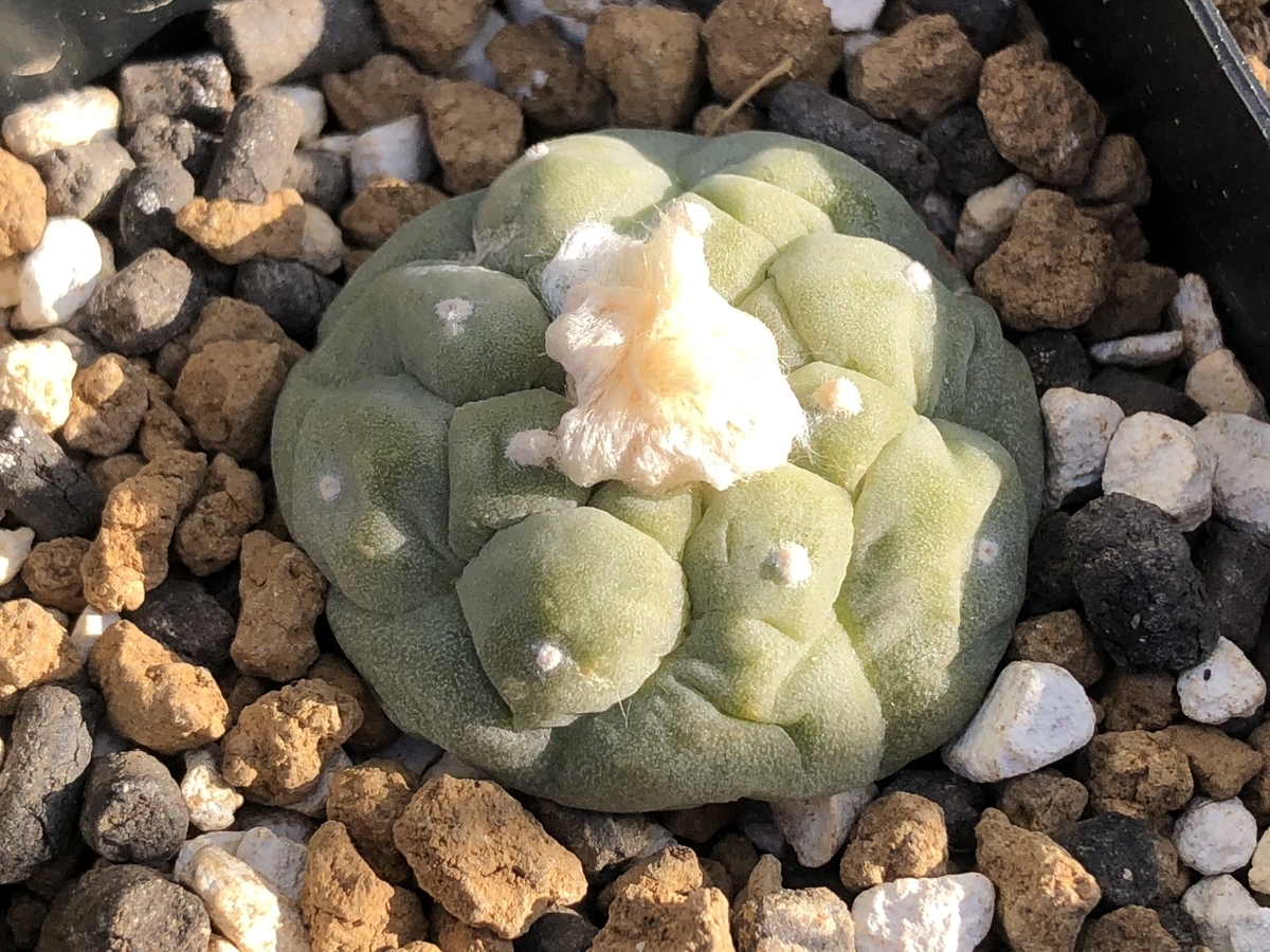 f:id:cactuspower:20210129133301j:plain