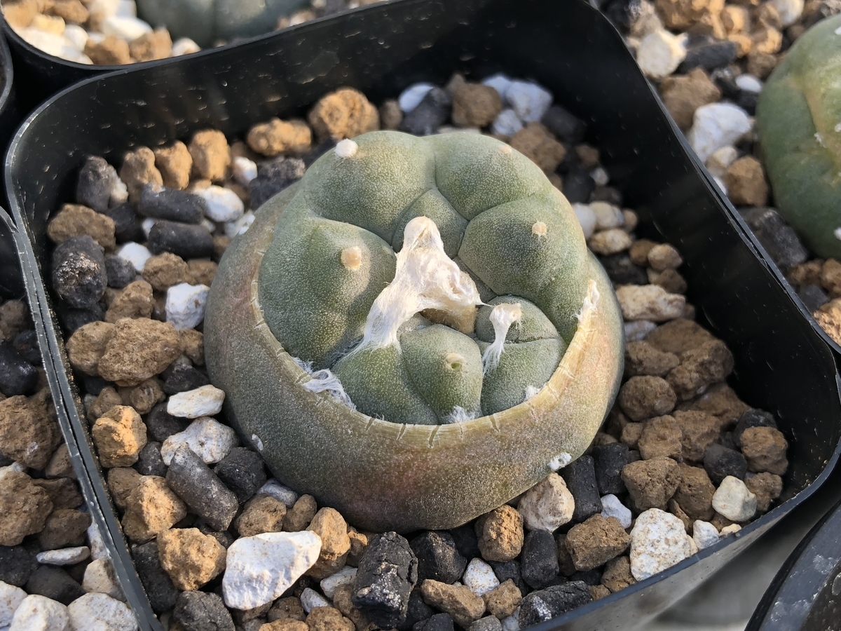 f:id:cactuspower:20210129133556j:plain