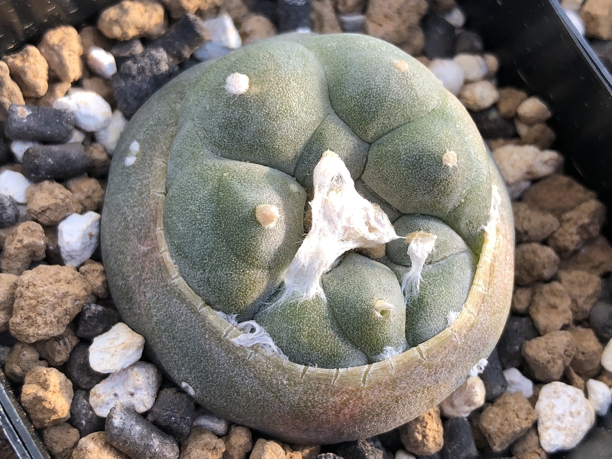 f:id:cactuspower:20210129133814j:plain