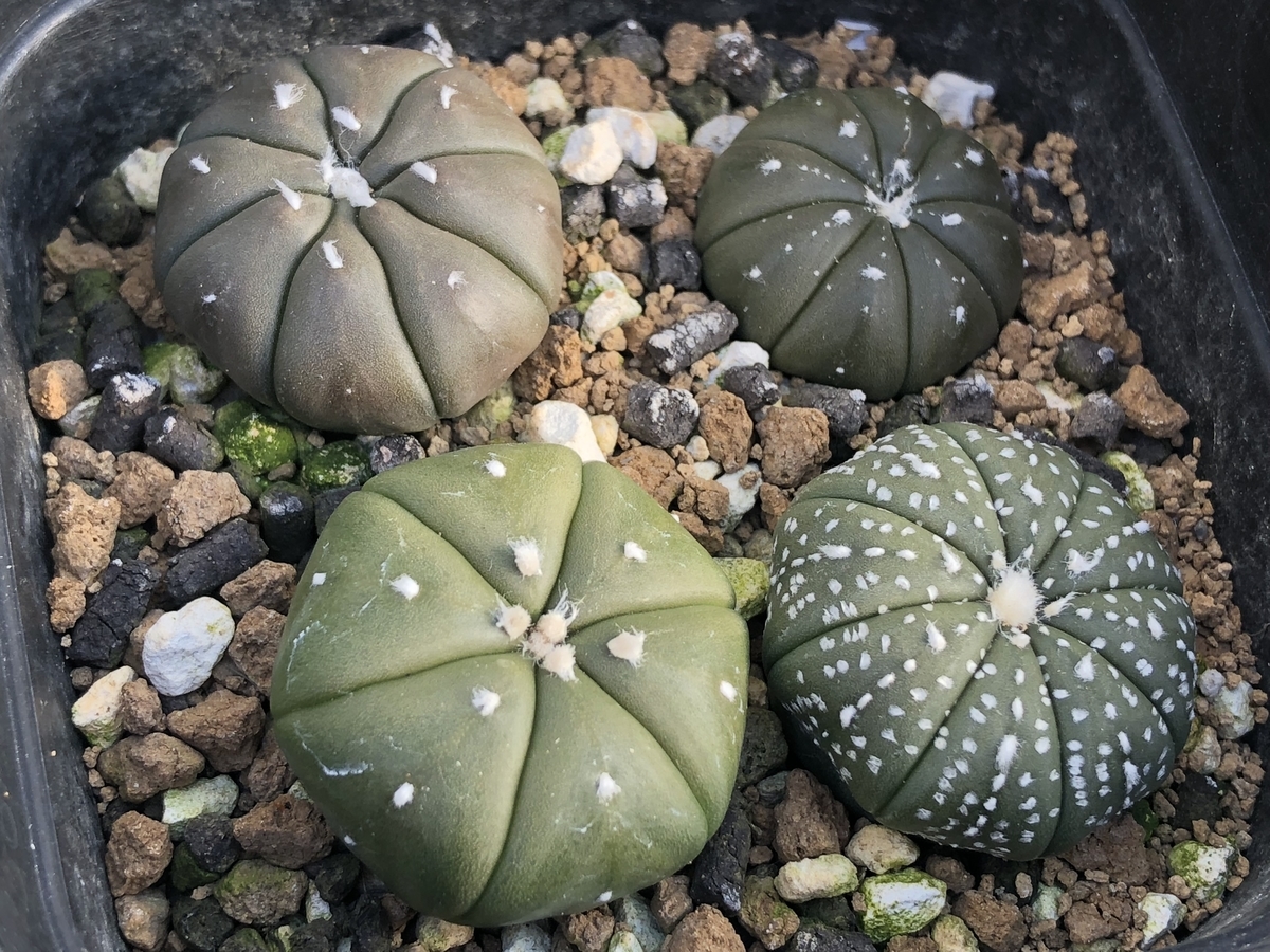 f:id:cactuspower:20210131122609j:plain