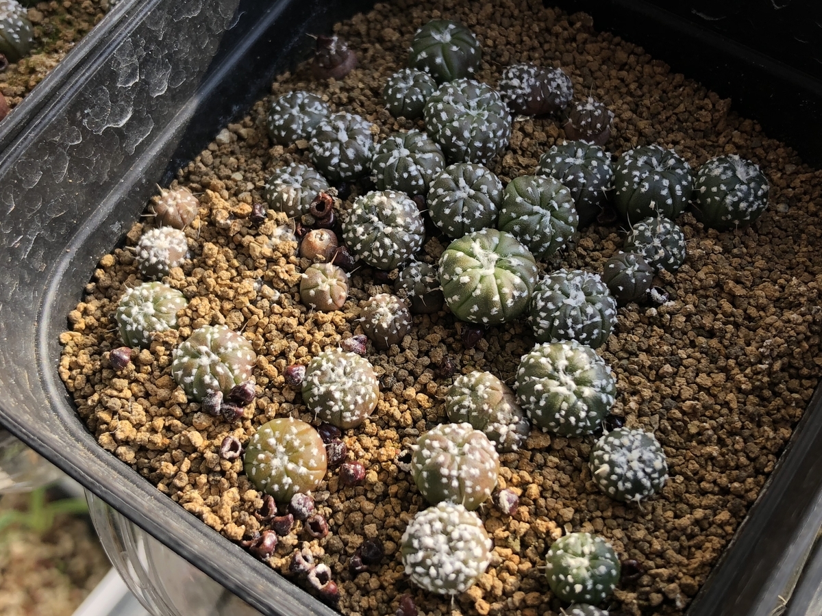 f:id:cactuspower:20210131123049j:plain