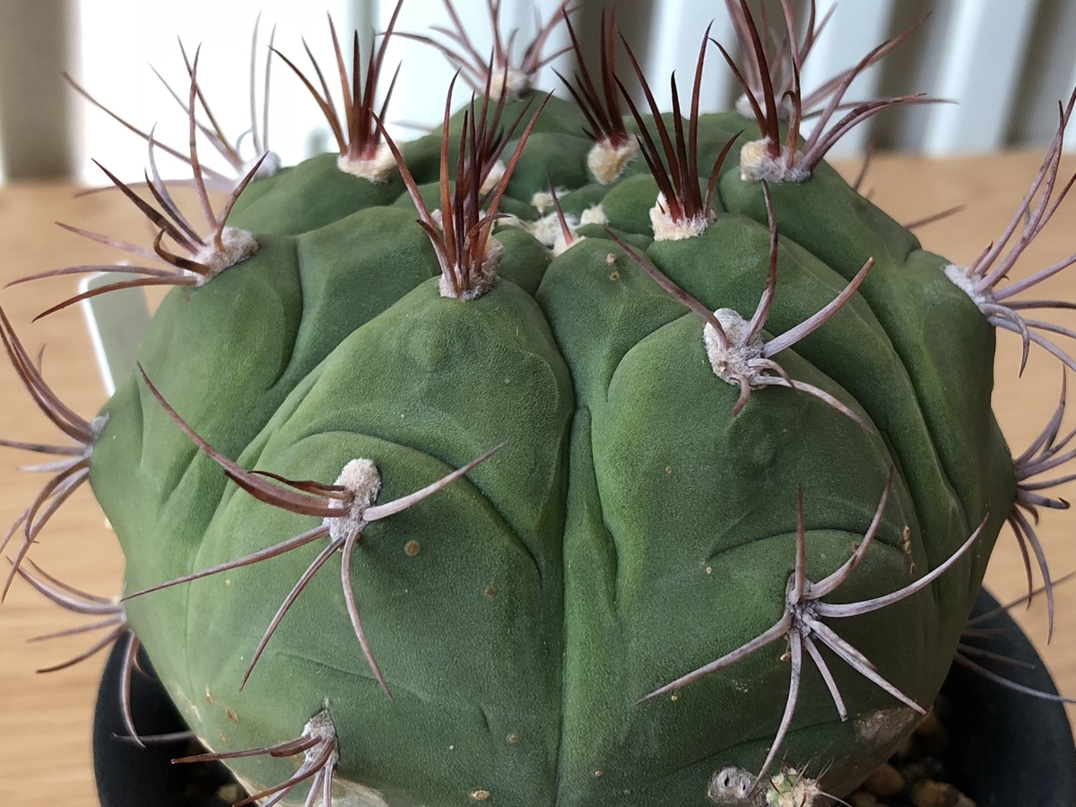 f:id:cactuspower:20210203152041j:plain