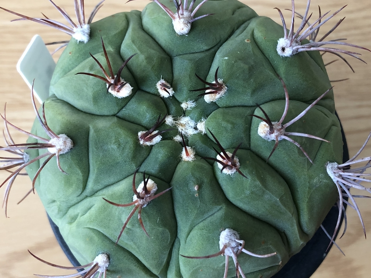 f:id:cactuspower:20210203152443j:plain