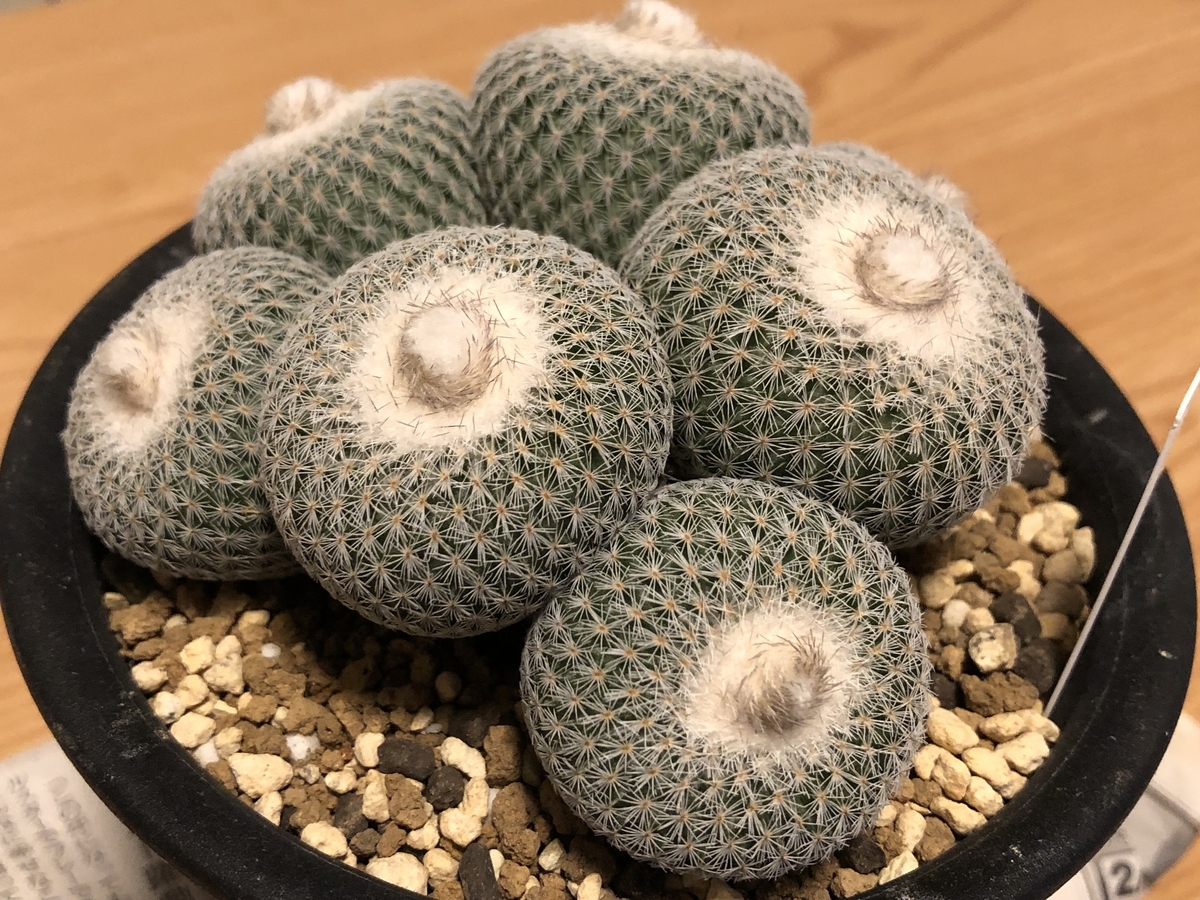 f:id:cactuspower:20210217231946j:plain
