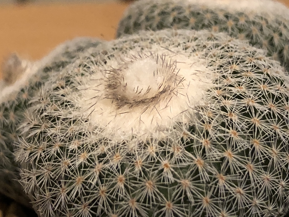 f:id:cactuspower:20210217232245j:plain