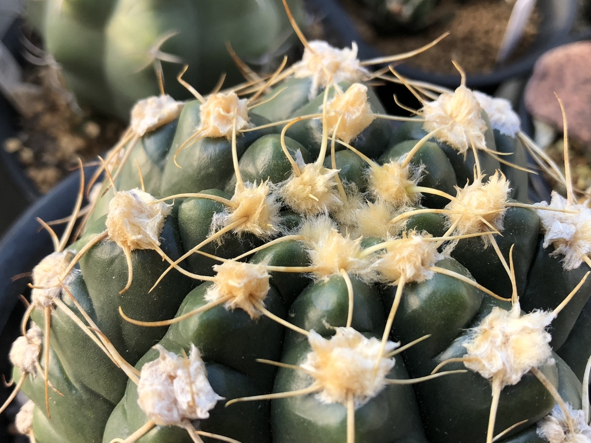 f:id:cactuspower:20210221125934j:plain