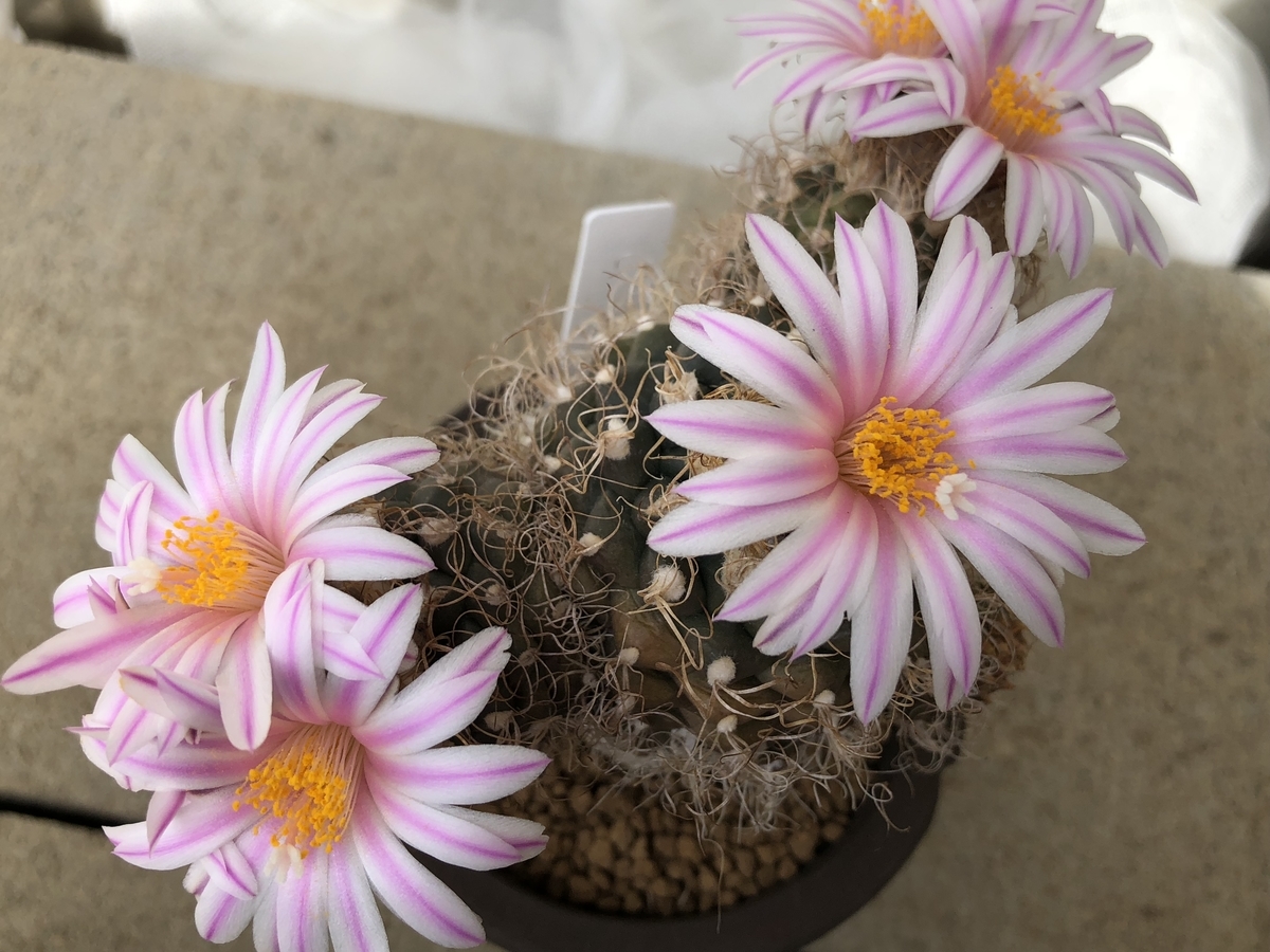 f:id:cactuspower:20210301130917j:plain