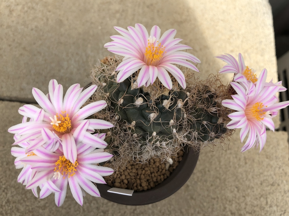 f:id:cactuspower:20210301131025j:plain
