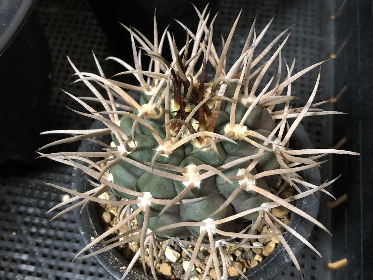 f:id:cactuspower:20210303125743j:plain