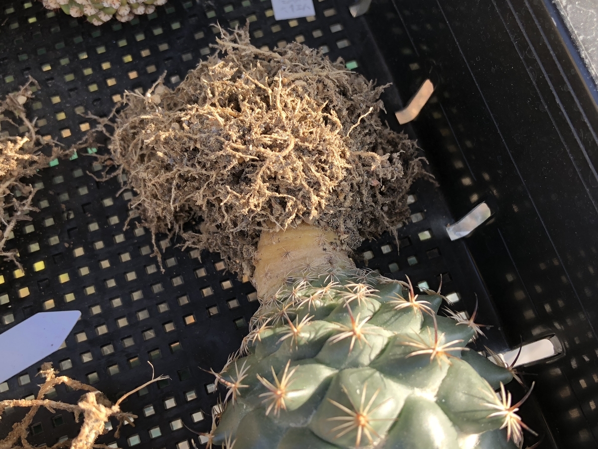 f:id:cactuspower:20210306221832j:plain