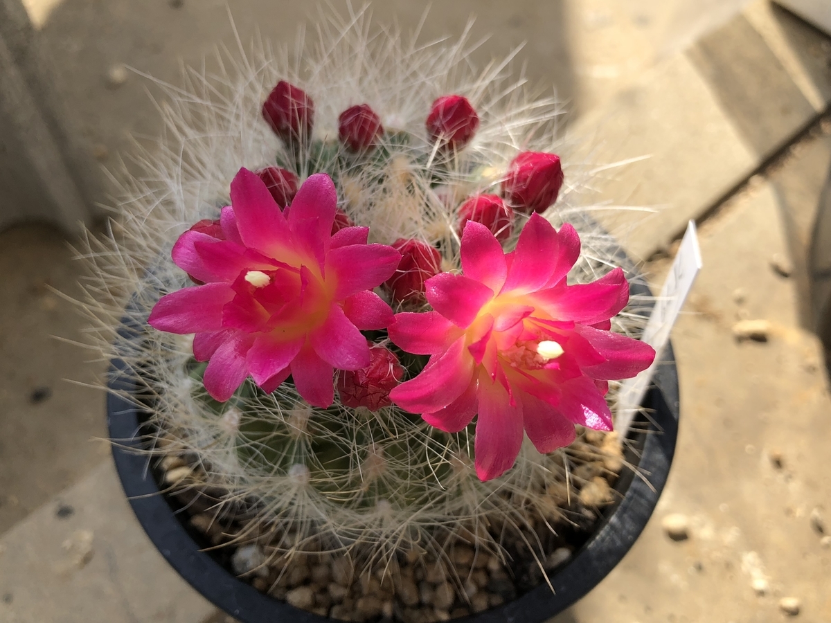 f:id:cactuspower:20210310233156j:plain