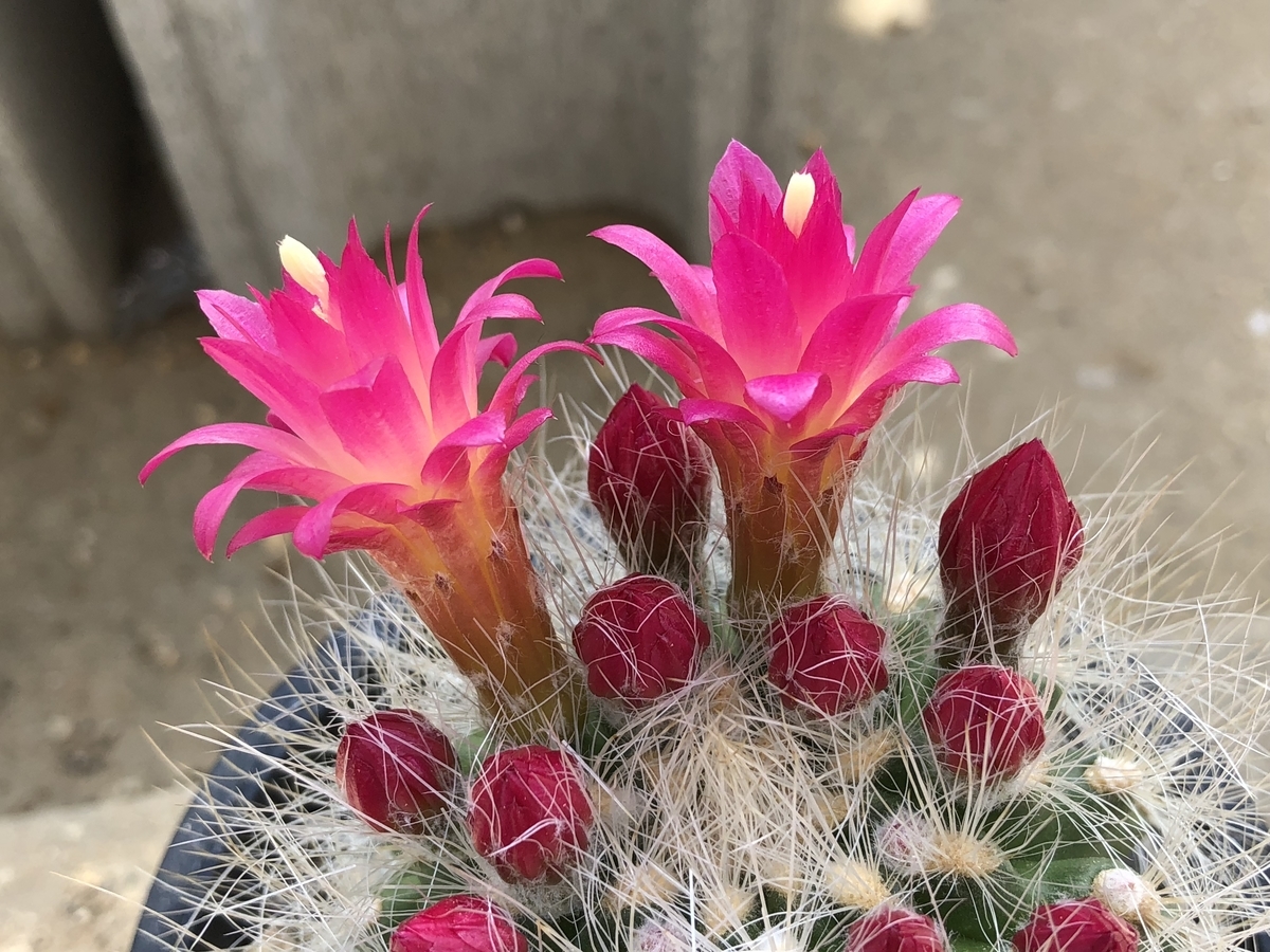 f:id:cactuspower:20210310234035j:plain
