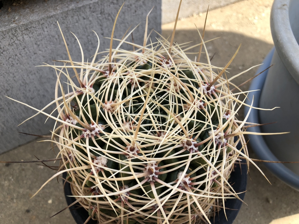 f:id:cactuspower:20210311130046j:plain
