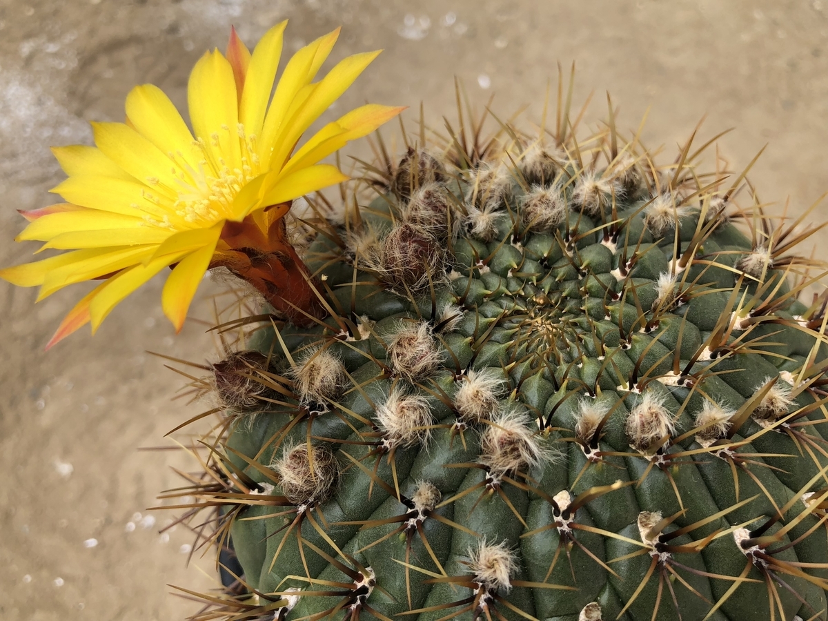 f:id:cactuspower:20210320140101j:plain