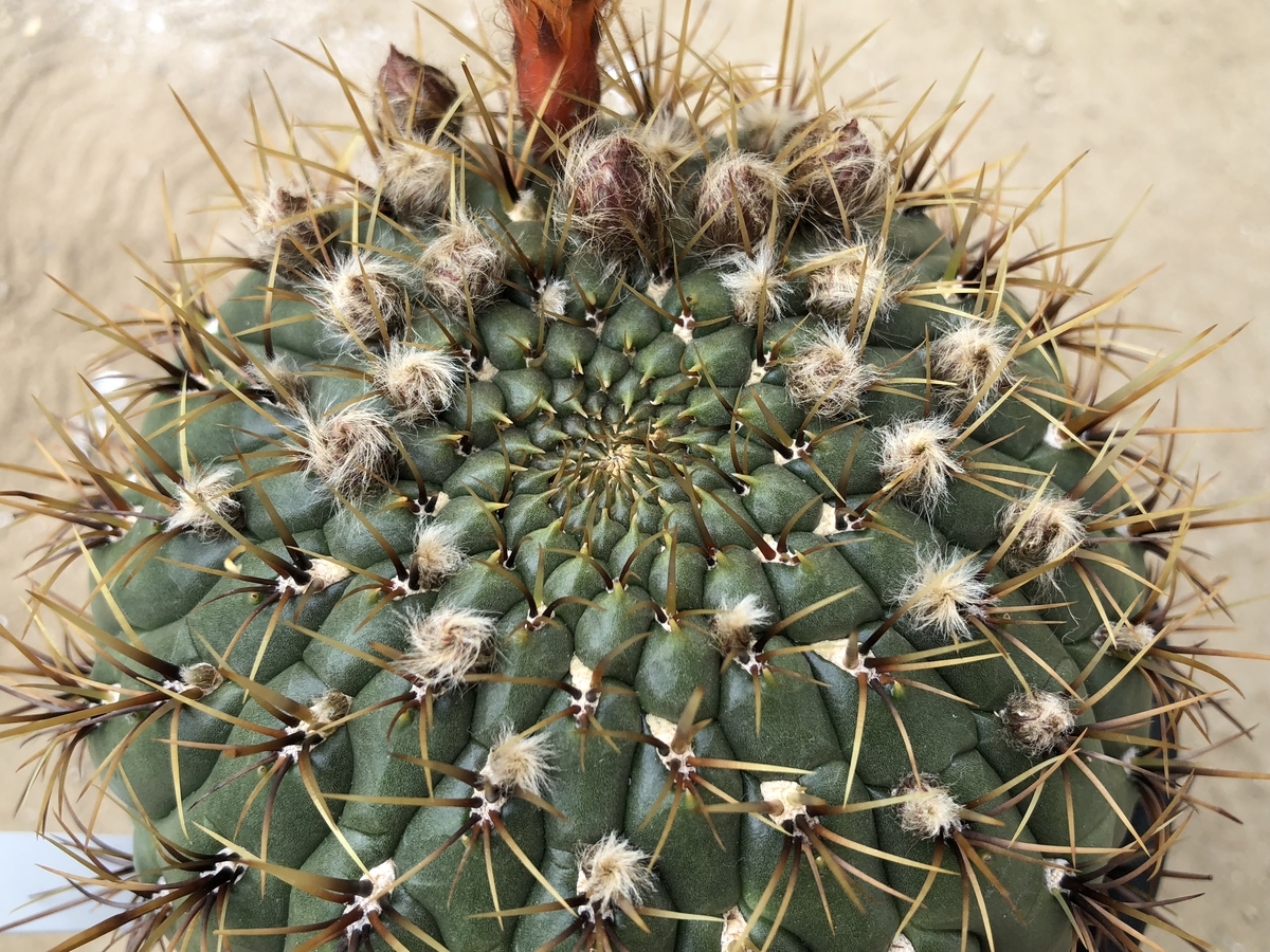f:id:cactuspower:20210320140146j:plain