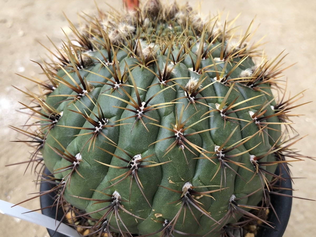 f:id:cactuspower:20210320140226j:plain