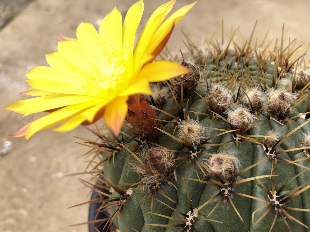 f:id:cactuspower:20210320140434j:plain