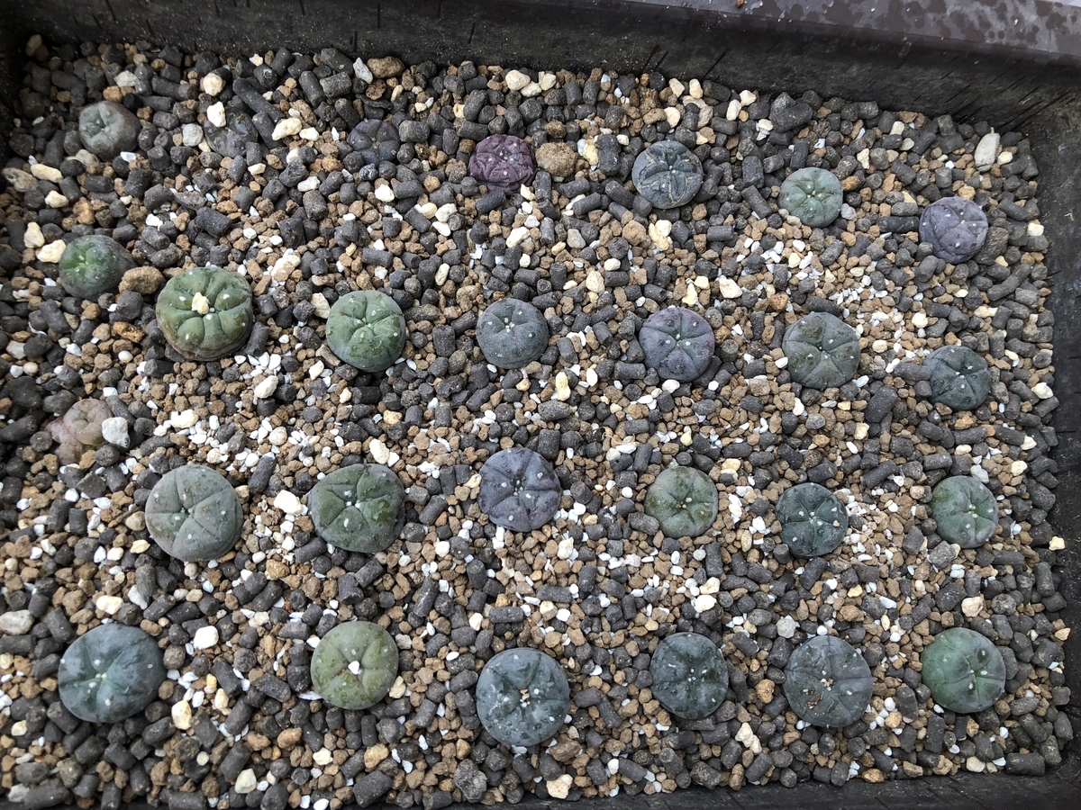f:id:cactuspower:20210325122755j:plain