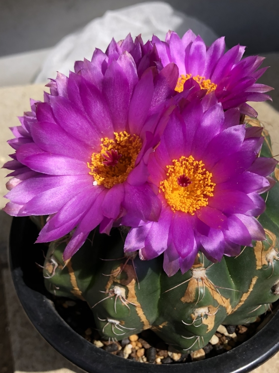 f:id:cactuspower:20210326132616j:plain