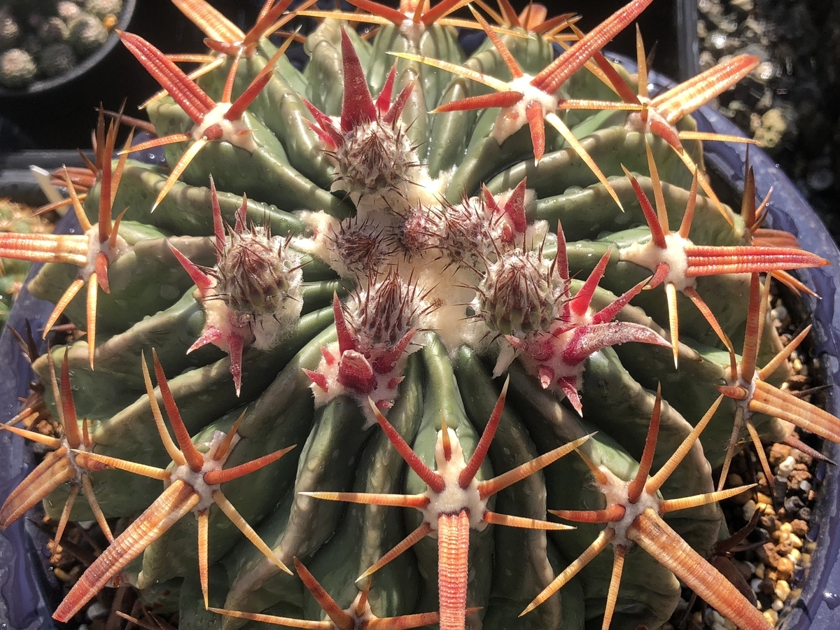 f:id:cactuspower:20210326133132j:plain