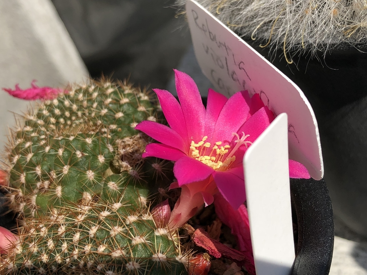 f:id:cactuspower:20210327235452j:plain