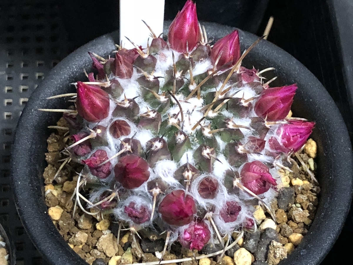 f:id:cactuspower:20210329133952j:plain