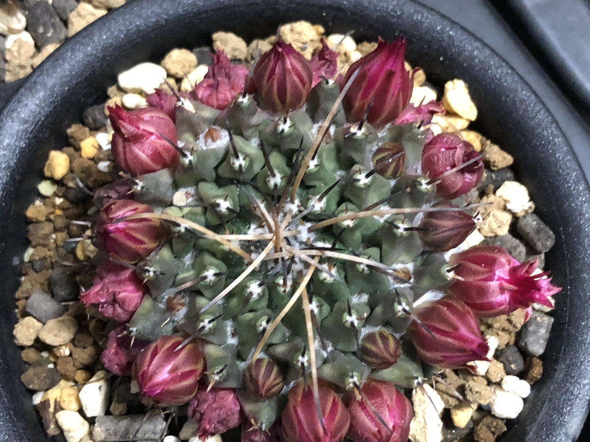 f:id:cactuspower:20210329134139j:plain