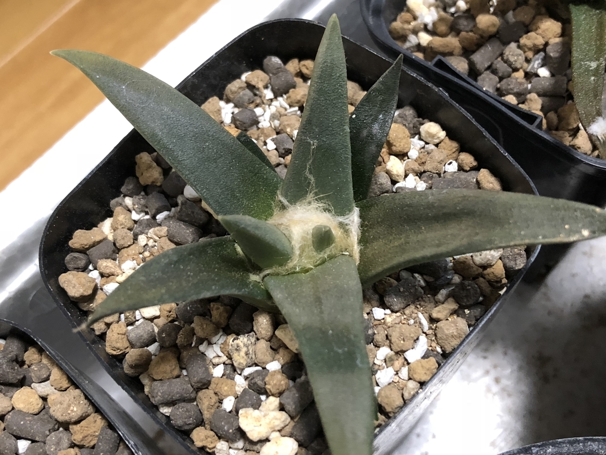 f:id:cactuspower:20210329134419j:plain