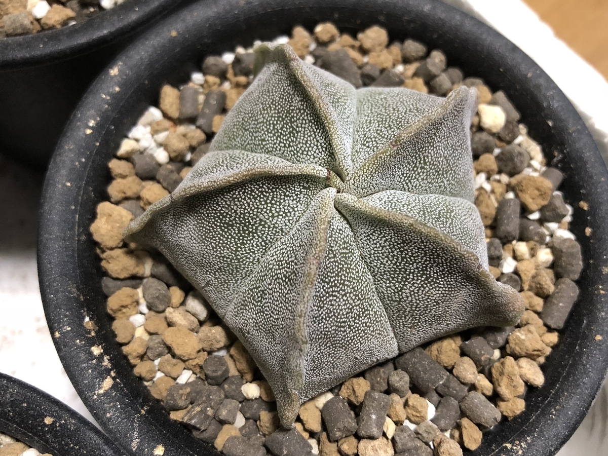 f:id:cactuspower:20210329134525j:plain