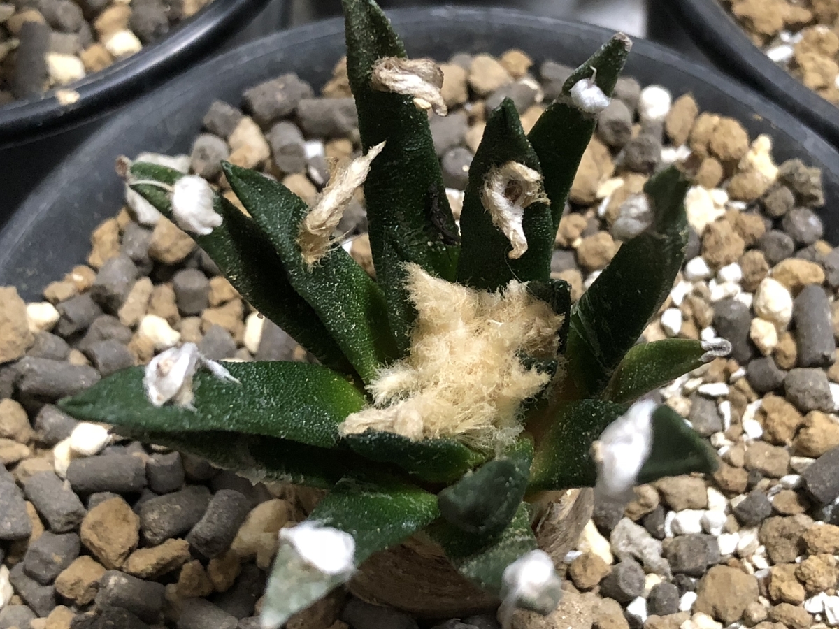 f:id:cactuspower:20210329134602j:plain