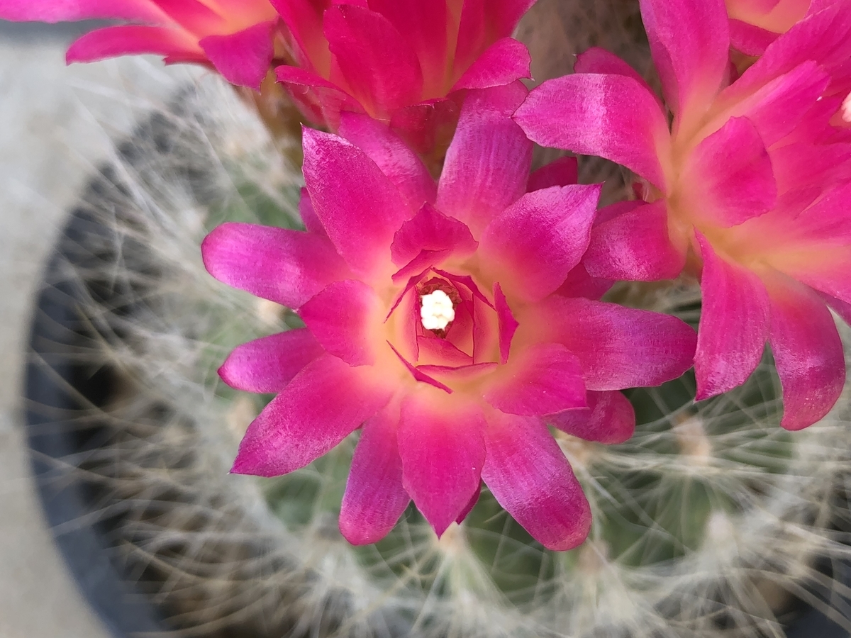 f:id:cactuspower:20210331173210j:plain