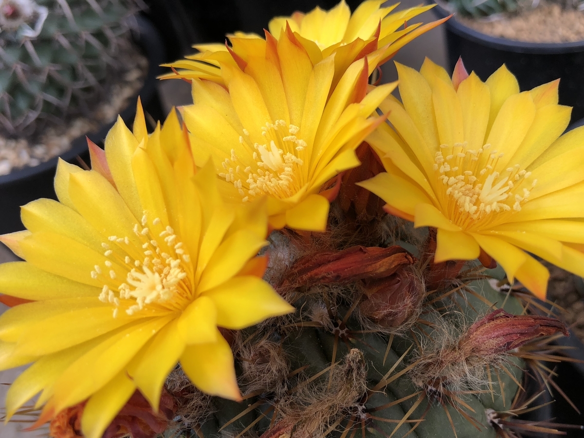 f:id:cactuspower:20210405130101j:plain