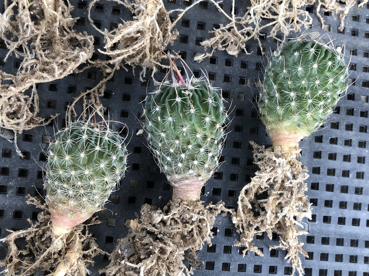 f:id:cactuspower:20210405130230j:plain