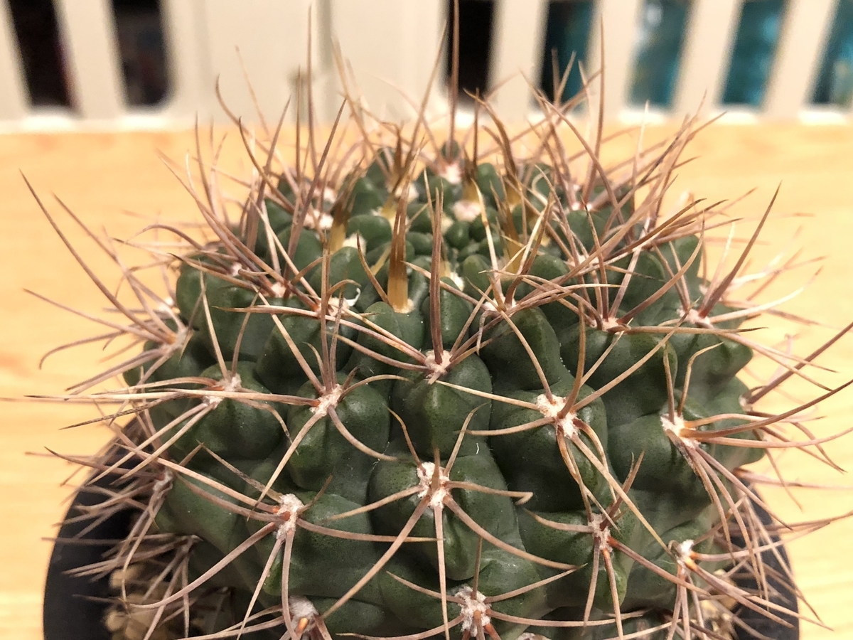 f:id:cactuspower:20210406230643j:plain