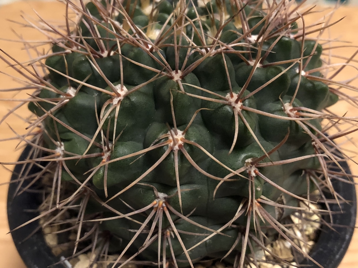 f:id:cactuspower:20210406230720j:plain