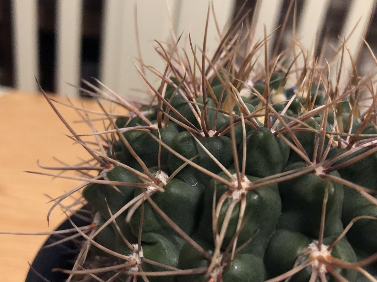 f:id:cactuspower:20210406232423j:plain