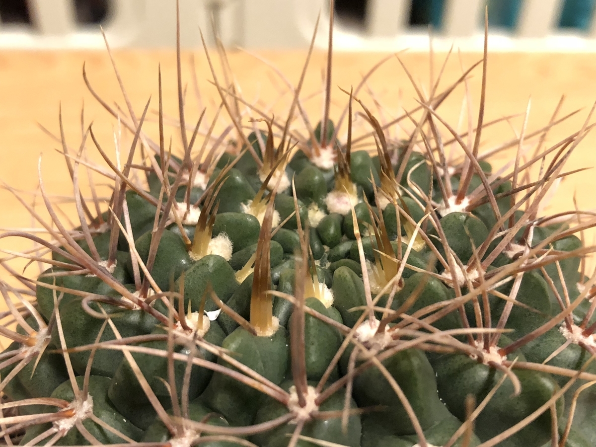 f:id:cactuspower:20210406232816j:plain